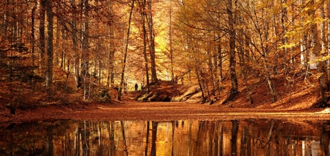 An autumn forest scene illustrates capability of VENICE's 6K sensor