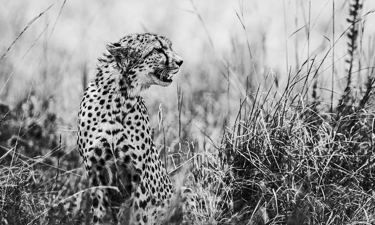 Black and white picture of cheetah