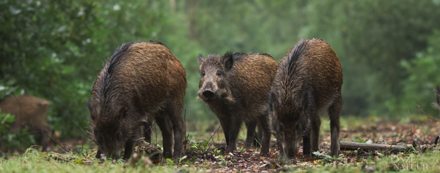 Three wild pigs in the Belgium countryside.