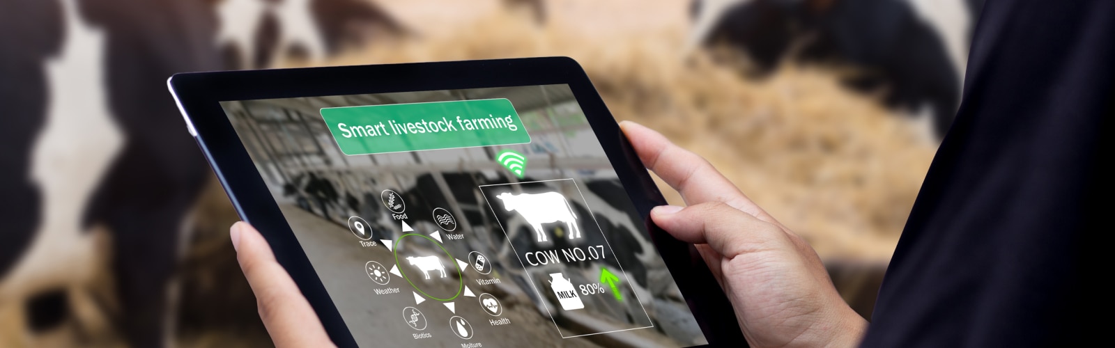 Hands holding a tablet displaying ‘smart livestock farming’