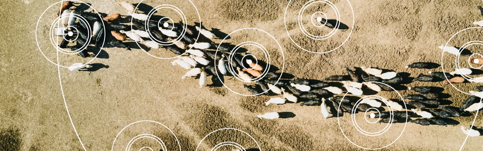 Livestock from an aerial point of view