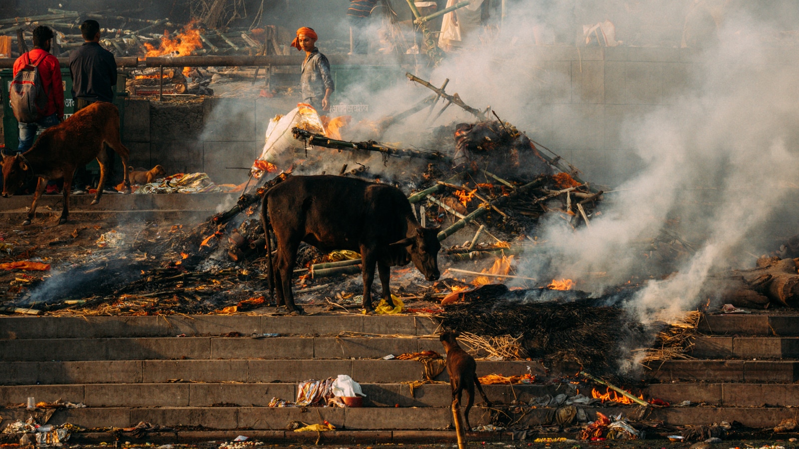 Tiere und Feuer in einer Szene aus Dennis Schmelz' Indien-Dokumentation